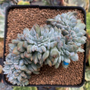 Echeveria 'Elegans Potosina' Crested 3" Succulent Plant