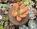 Echeveria 'Kinoa' 3" Succulent Plant