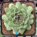 Echeveria Agavoides 'Amethyst' 3" Succulent Plant