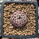 Echeveria 'Minima' 1" Small Succulent Plant