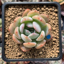 Echeveria 'Star Mark' 2" Succulent Plant