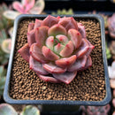 Echeveria 'Sharman' 1"-2" Succulent Plant