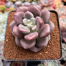 Pachyveria 'Indian Pink' 2"-3" Air Magic Hybrid Succulent Plant