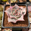 Echeveria 'Madiba' 1"-2" Succulent Plant