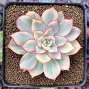 Echeveria 'Esther' Variegated 2" Succulent Plant