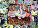 Echeveria 'Berserk' Variegated 2"-3" Cutting Succulent Plant