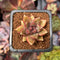Pachyphytum 'Tivoli' 1" Succulent Plant