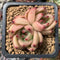 Echeveria Agavoides 'Honey Pink' 2" Cluster Succulent Plant
