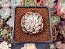Echeveria 'Cherry Blossom Ending' 1" Succulent Plant