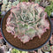 Echeveria 'Madiba' 6" Very Large Specimen Succulent Plant