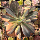 Echeveria 'Hanaikada' Variegated 5" Succulent Plant