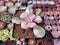 Echeveria 'Suyon Frill' Variegated 2" Succulent Plant