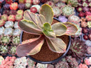 Echeveria 'Fimbriata' Variegated AKA 'Fasciculata' 4" Succulent Plant