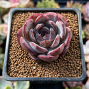 Echeveria 'Odette' 1"-2" Succulent Plant