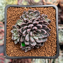 Echeveria 'Resbi' Cluster 2" Air Magic Hybrid Succulent Plant
