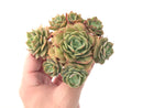 Echeveria 'Fun Queen' Cluster 5" Succulent Plant