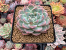 Echeveria 'Sublime' 4" Succulent Plant