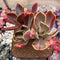 Echeveria 'Fimbriata' Variegated AKA 'Fasciculata' 8" Extra Large Cluster Succulent Plant