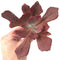 Echeveria 'Diamond State' Variegated 3" Succulent Plant