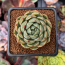 Echeveria 'Timothy' 2" Succulent Plant