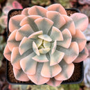 Echeveria Runyonii Variegated (Aka Echeveria 'Akaihosi' Variegated) 2" Succulent Plant