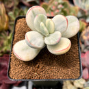 Cotyledon 'Orbiculata' Variegated 2" Succulent Plant