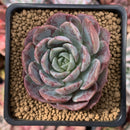 Echeveria 'Lovely' 3" Succulent Plant