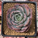 Echeveria 'Lovely' 3" Succulent Plant