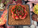 Echeveria Agavoides 'Ebony' 2"-3" Succulent Plant
