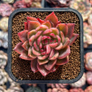 Echeveria 'Painter' 2" Succulent Plant