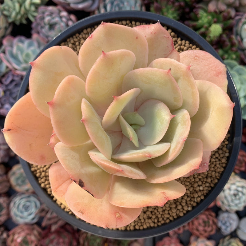 big succulent tree Echeveria 'Lemon Tree' 5" Large Succulent Plant – True Succulents Plant Co