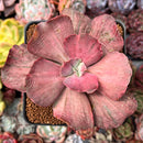Echeveria 'Suyon Frill' Variegated 3" Cutting Succulent Plant