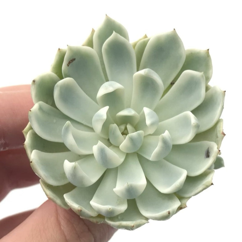 succulent liners Echeveria 'Angel Liner' Variegated 3" Rare Succulent Plant – True Succulents Plant Co