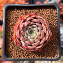 Echeveria 'Melanie' 1"-2" Succulent Plant