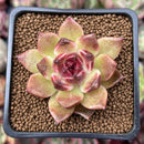 Echeveria Agavoides 'Black Rose' 2" Succulent Plant