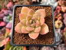 Echeveria 'Moralbi' 1" Succulent Plant
