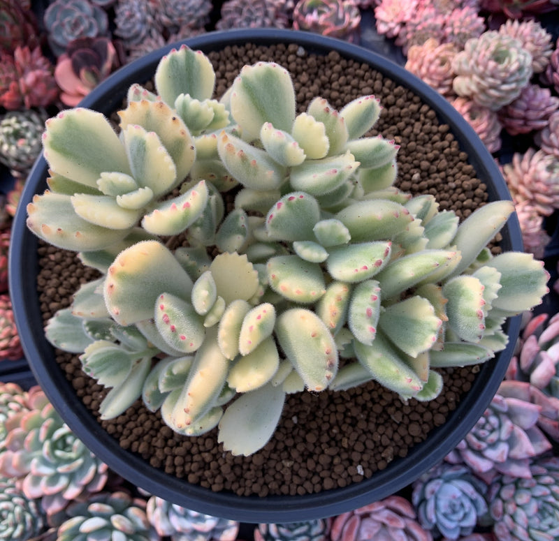 Cotyledon Tomentosa ‘Bear Paw’ Variegated 6" Cluster Succulent Plant