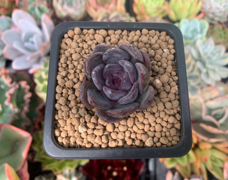 black market succulents Echeveria 'Black Raccoon' New Hybrid 1" Succulent Plant – True Succulents Plant Co
