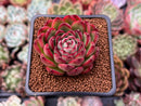 Echeveria Agavoides 'Pokeball' 2" Succulent Plant