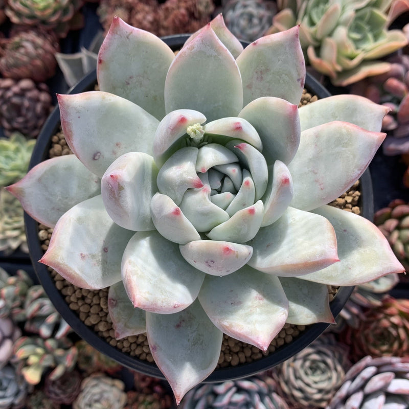 gray succulent plant Echeveria 'Colorata' 5” Large Powdery Succulent Plant – True Succulents  Plant Co