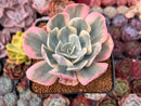 Echeveria 'Secunda' Variegated 3" Cutting Succulent Plant