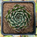 Echeveria Agavoides 'Sarabony' 2" Succulent Plant