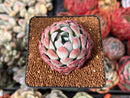 Echeveria 'White Rose' 2" Succulent Plant