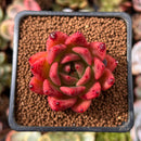 Echeveria Agavoides 'Colosseum' 1"-2" Succulent Plant