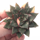 Echeveria Monocerotis Variegated 2”-3” Rare Succulent Plant