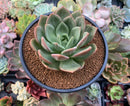 Echeveria 'Champaign' 3"-4" Succulent Plant