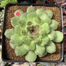 Echeveria Agavoides 'Amethyst' 3"-4" Succulent Plant