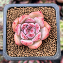 Echeveria 'Collavin' 1" Succulent Plant