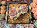 Echeveria Agavoides 'Amethyst' 2" Succulent Plant