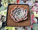 Echeveria 'Softball' 2"-3" New Hybrid Succulent Plant